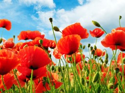 PK Bergen zorgt voor bloemenzee