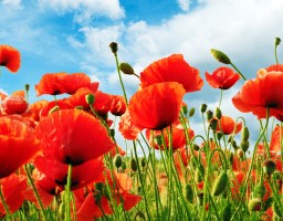 PK Bergen zorgt voor bloemenzee